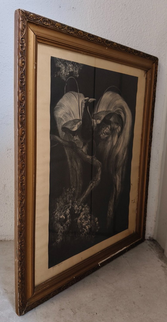 Image 1 of Adriaan Johannes van 't Hoff - Oiseau de paradis sur une branche - Lithographie
