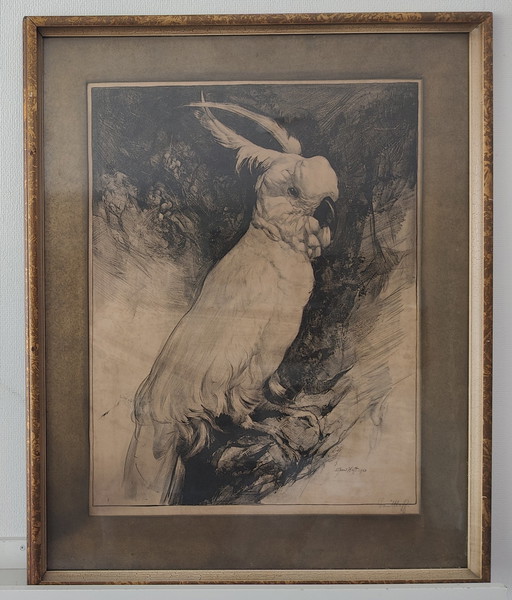 Kakatoe Adriaan van t'Hoff