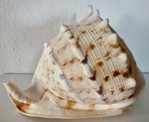 Large Cassis Cornuta (Helm Shell), 22cm.