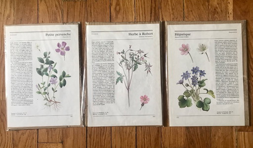 Botanical illustrations to frame