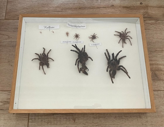 Image 1 of 4 vitrines de taxidermie pour tarentules
