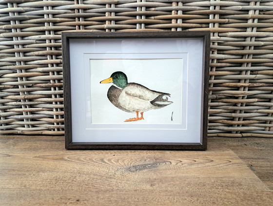 Image 1 of Acquerello raffigurante un'anatra maschio, originale con cornice