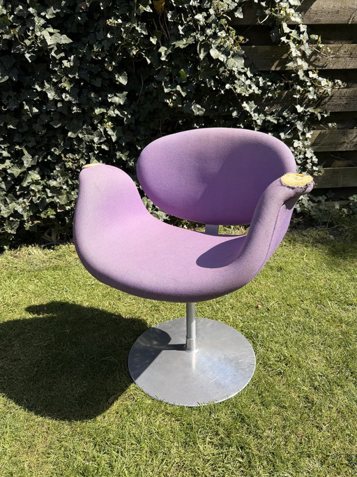 Little tulip Artifort (purple) badly damaged