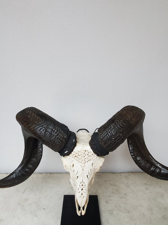 Image 1 of Tassidermia - Teschio di ariete intagliato su base (rif. 4039)