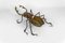 Tavolino da caffè Scarab di François Melin, 1970 – Libri d'arte, Metal, Glass (photo 9 of 21)