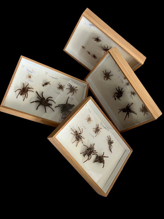 Image 1 of 4 vitrines de taxidermie pour tarentules