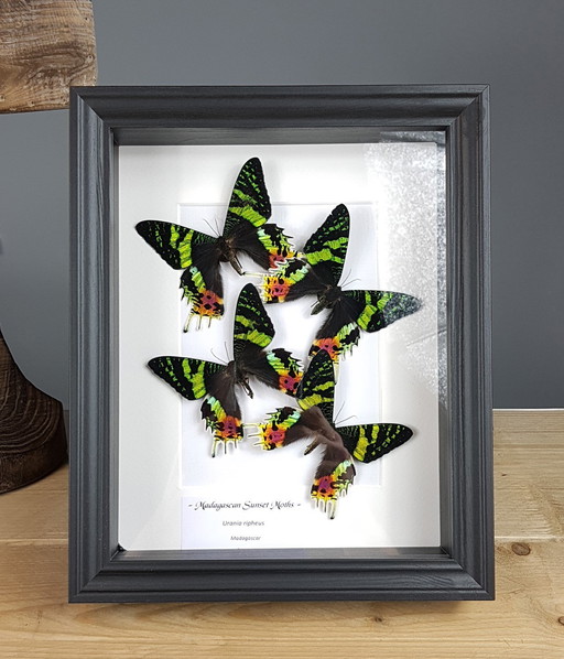 4 vrais papillons de nuit du crépuscule assemblés dans un cadre - édition limitée