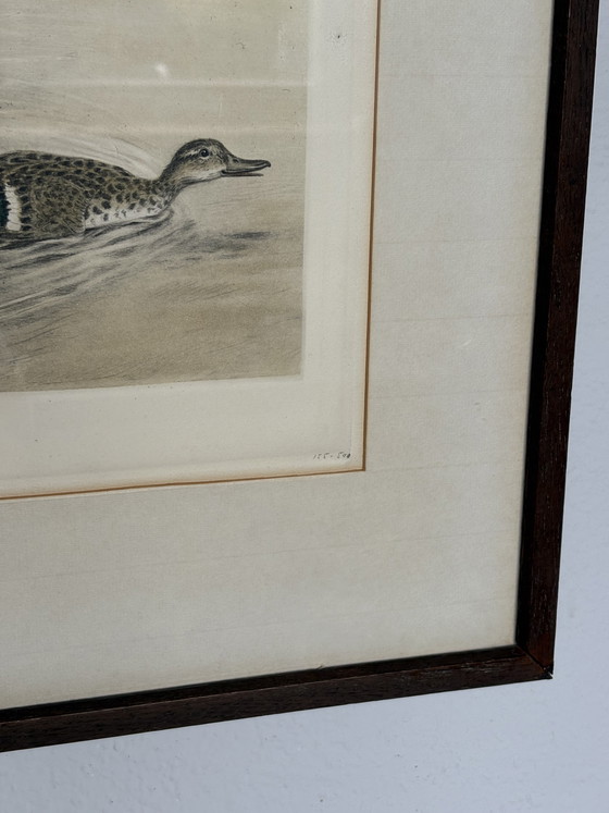 Image 1 of Original Léon Danchin Etching – English Setter & Duck – Signed Hunting Art
