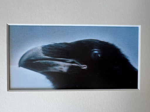 Almuth Hickl, œuvre originale « Corbeau », 2001, Association des artistes ouest-allemands de Düsseldorf