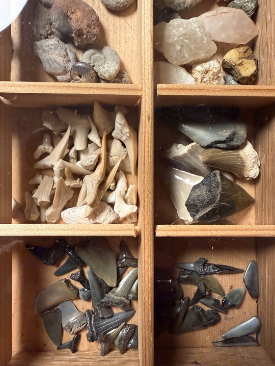 Image 1 of Antike Museumsvitrine mit Fossilien