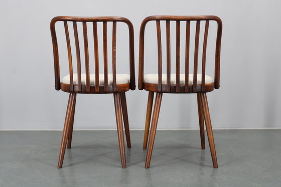 Image 1 of 1960 Antonin Suman Ensemble de six chaises de salle à manger en hêtre, restaurées