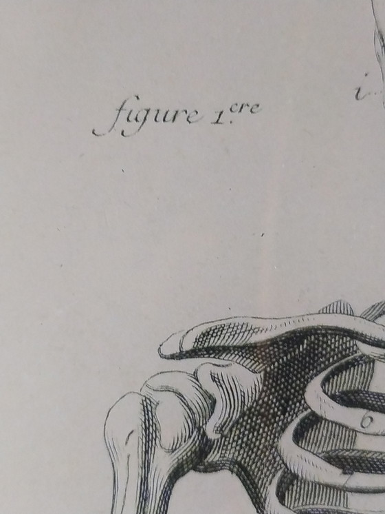 Image 1 of John Derian decoupage art wall plate