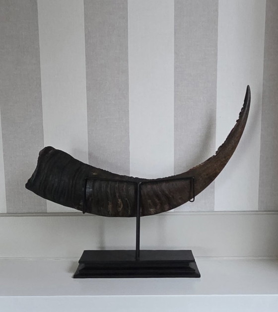 Image 1 of Grote, fijn bewerkte buffelhoorn (ref. 4119)