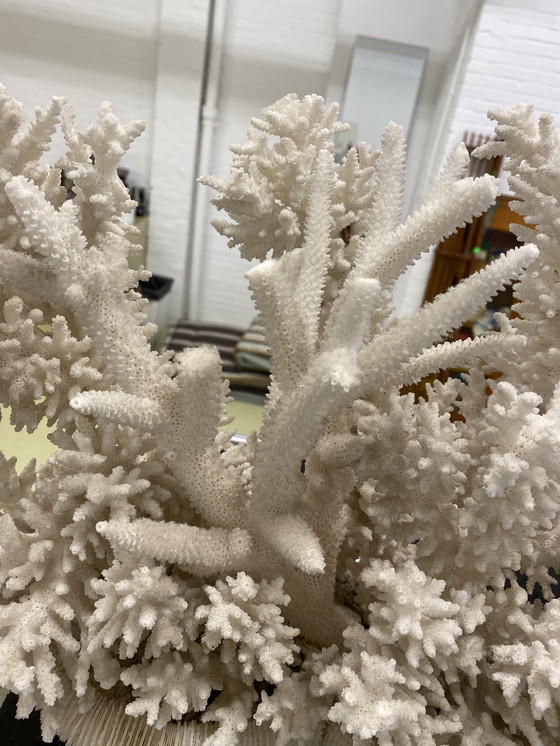 Image 1 of Decorazione di oggetti in vero corallo