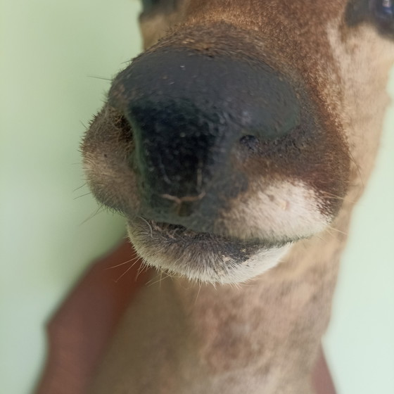 Taxidermie: Prachtige Opgezette Reebok (Zeseinder) In Zomervacht Met Velvet Gewei.60 cm hoogte! (photo 10 of 10)