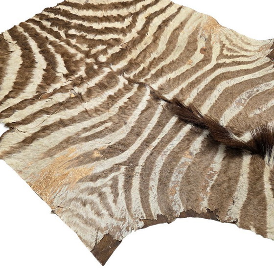 Image 1 of Morceau de vieille peau de zèbre collé sur du cuir, milieu du XXe siècle