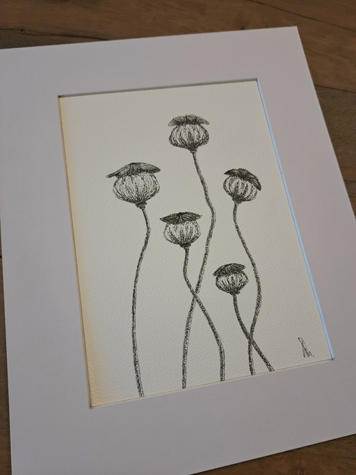 Botanical illustration Poppy original in frame