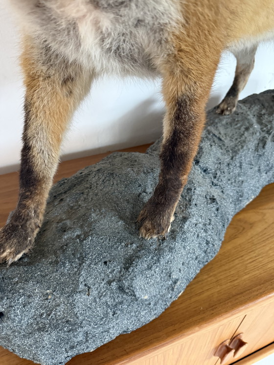 Taxidermie d'un renard empaillé '00 – Objets déco, Plastic (photo 6 of 8)