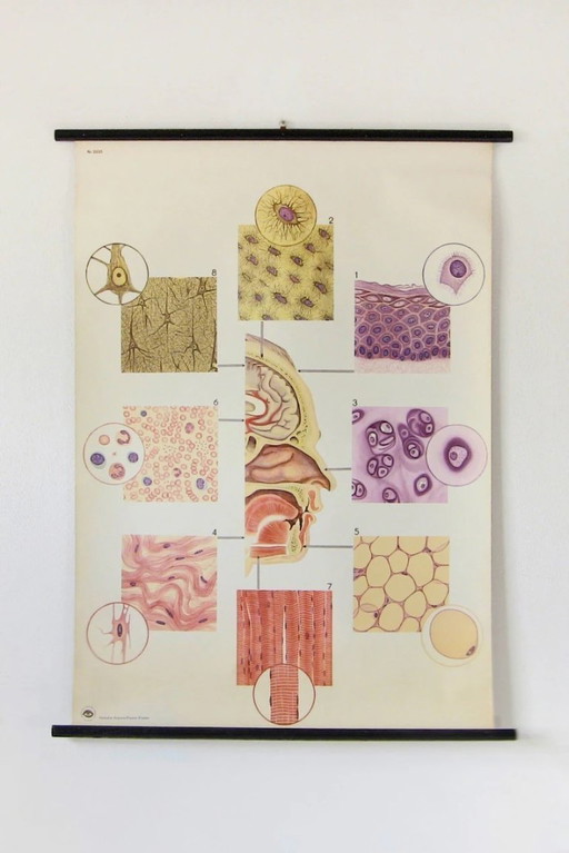 Manifesto didattico d'epoca, Deutsches Hygiene-Museum, Dresda, Germania, biologia, scienze