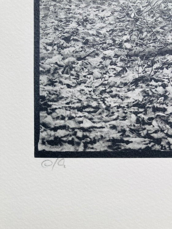 Image 1 of Ralph Janowski - Impresión fotográfica de árboles - Gran formato