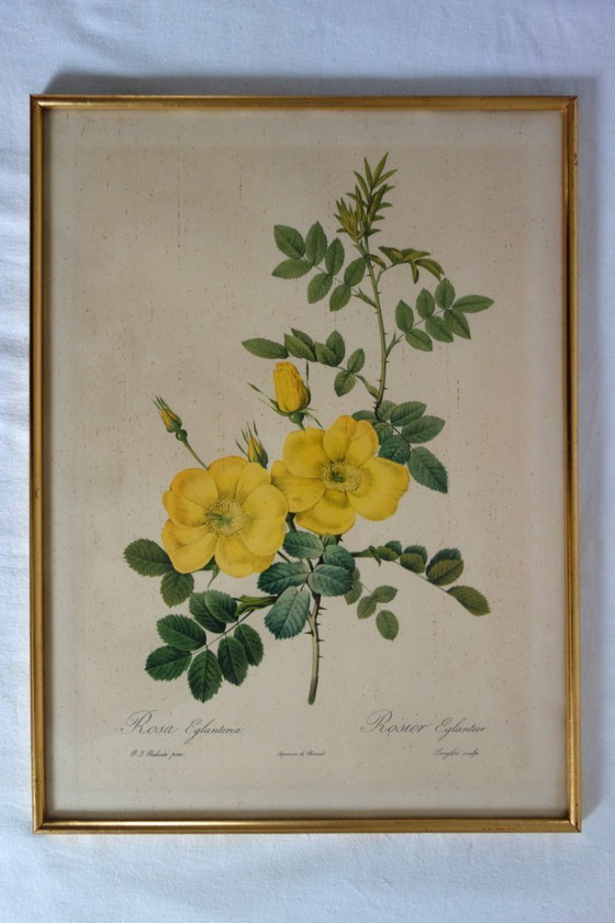 Image 1 of 4 oude botanische platen van rozen