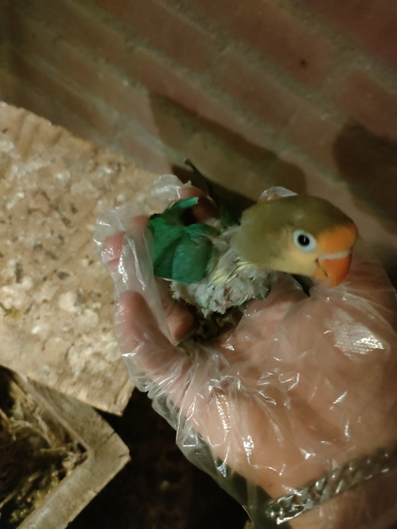 Image 1 of Inséparables à apprivoiser à la main