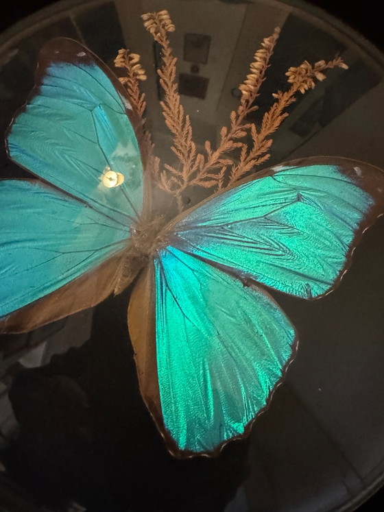 Cadre verre bombé papillon Morpho bleu ancien, Décorations murales, Velours (photo 4 sur 8)