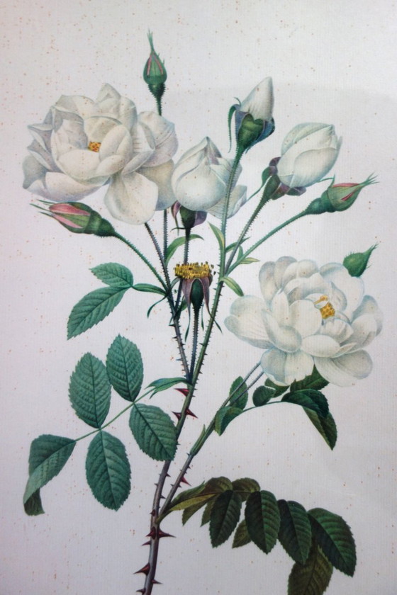 Image 1 of 4 oude botanische platen van rozen