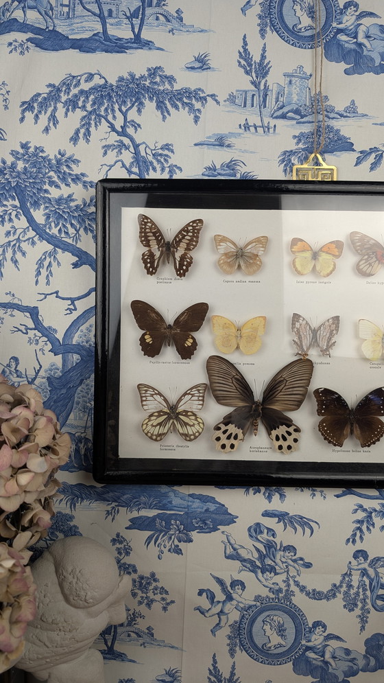 Image 1 of Large Entomological Butterfly Taxidermy Display Case Curiosity Cabinet