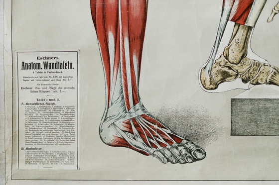 Image 1 of Poster scolastico Giga Vintage, Anatomia, corpo umano, tabella scolastica, retrò