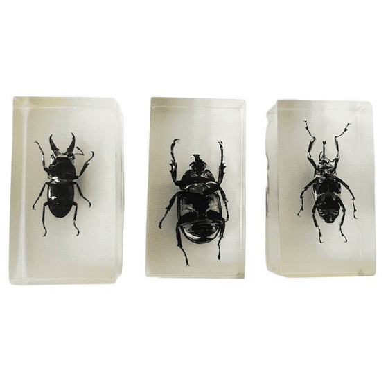 Image 1 of Resin insect set neushoornkever vliegend hert bamboe snuit kever presse-papier 1980's