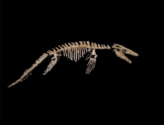 Image 1 of Large 2.80m Mosasaur Skeleton - Museum Quality 3D Mount - Prehistoric Fossil Art