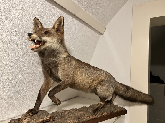 Image 1 of Wunderschöner Stofffuchs 🦊