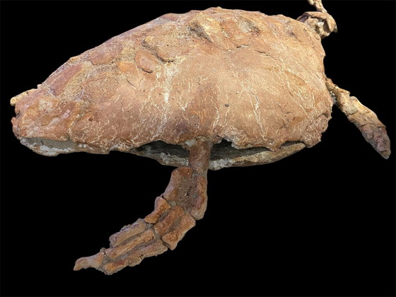 Image 1 of Scultura fossile di tartaruga