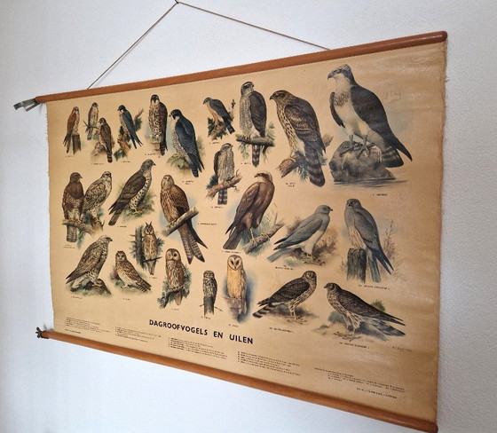 School poster Day birds of prey and owls by Thieme from 1955 – Thieme Zutphen, Wall decoration, Wood, Cotton (photo 2 of 6)