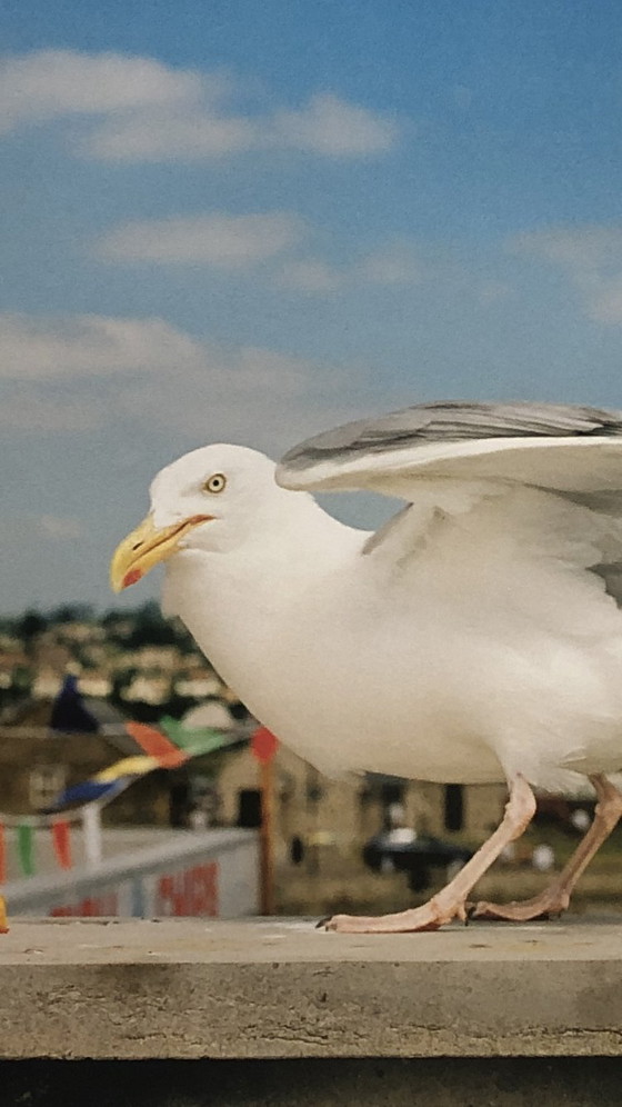 Image 1 of Origineel Martin Parr Ausstellungsplakat. C/O Berlijn 2008. Neuwertiger Zustand. 60 x 42cm / 16.5 in x 23.4 in