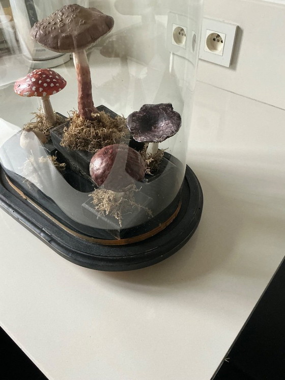 Image 1 of Antique bell jar with vintage educational mushrooms