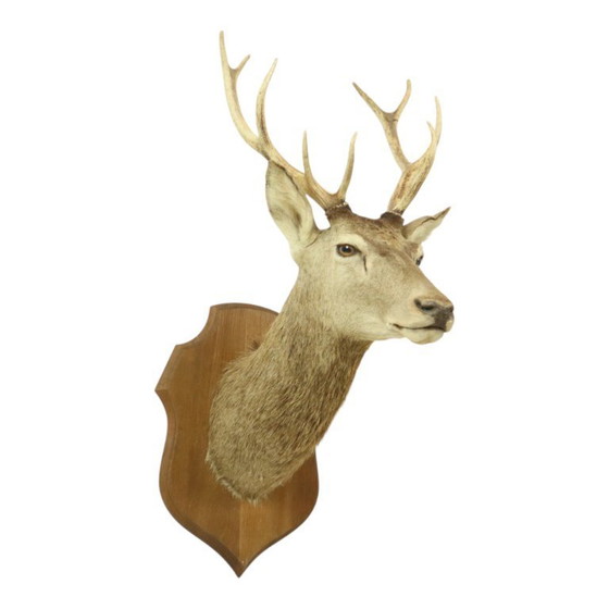 Image 1 of Tête de cerf montée cerf rouge avec bois
