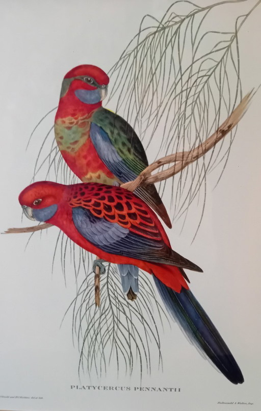 John Gould, Platycercus Pennanth