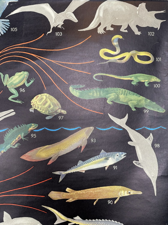 Image 1 of XL vintage linnen schoolkaart - ‘Relationships of the Animal Kingdom’