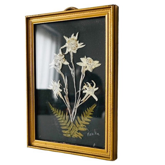Image 1 of Vintage schilderij met gedroogde bloemen uit het midden van de vorige eeuw, Edelweiss, jaren 50