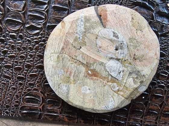 Image 1 of Fossil in Marble!