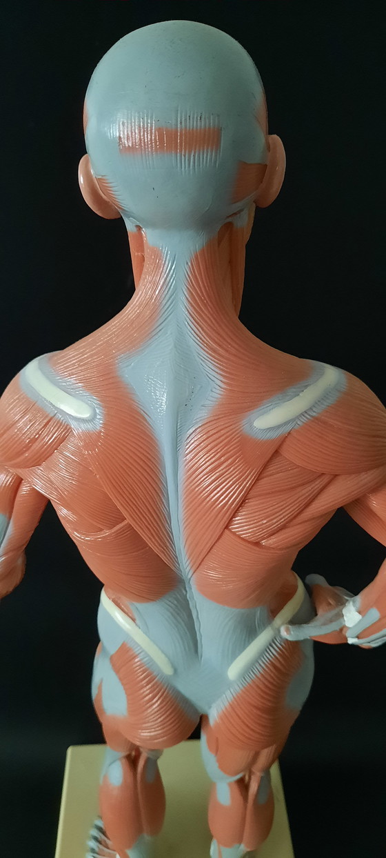 Image 1 of Modello anatomico d'epoca del corpo umano