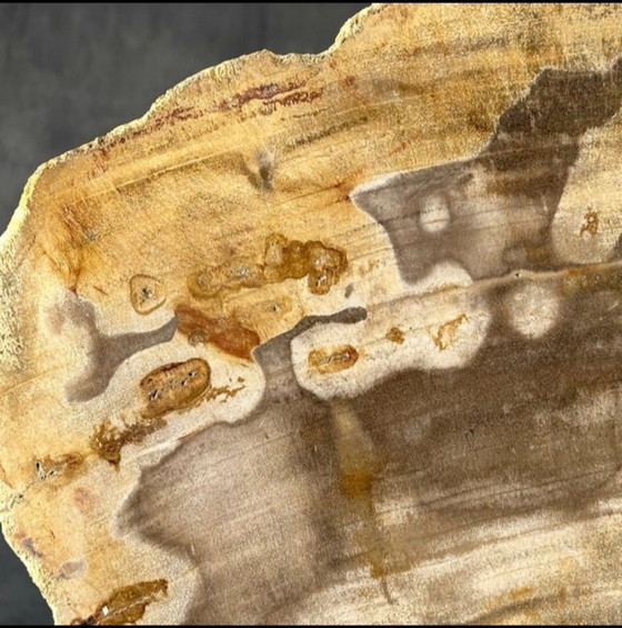 Image 1 of Madera fosilizada de Sooka, estándar a medida (nuevo)
