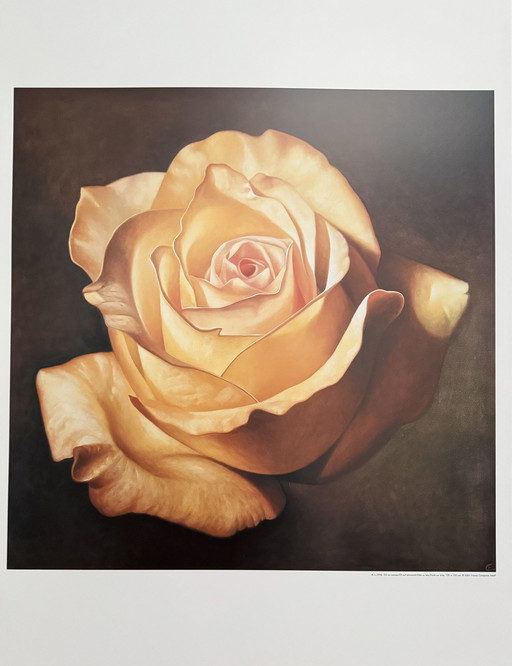 Franco Campana: "Yellow Rose".

Signed in the Plate.
Beautiful colors!