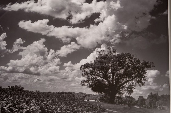 Image 1 of Virginia Landscape 2022