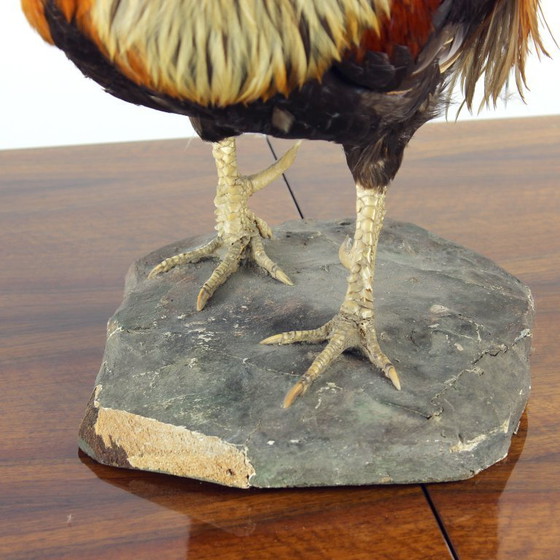 Image 1 of Grande gallo tassidermico tedesco antico, primi anni del 1900