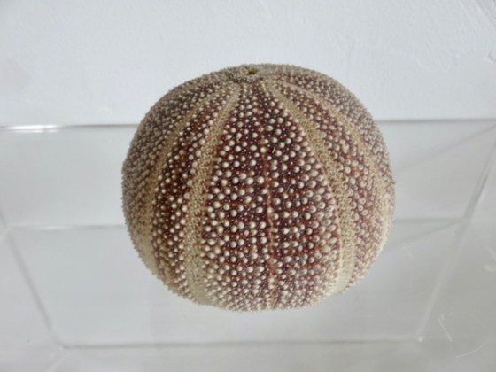 Image 1 of Oursin fleur toxopneustes pileosus, océan indien 1970