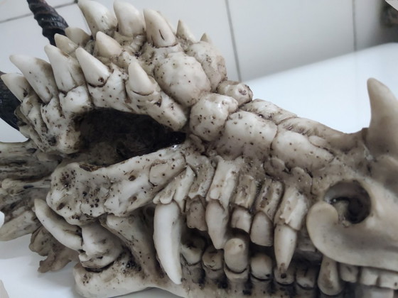 Image 1 of Hucha calavera Dragón (de resina)