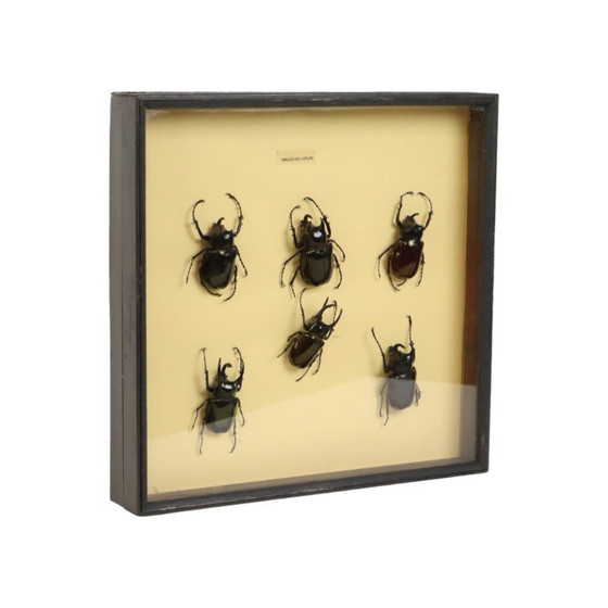 Collezione di scarabei incorniciati, scarabei Atlas, Oggetti decorativi, Legno, Vetro, Nero, Vintage (foto 2 di 10)